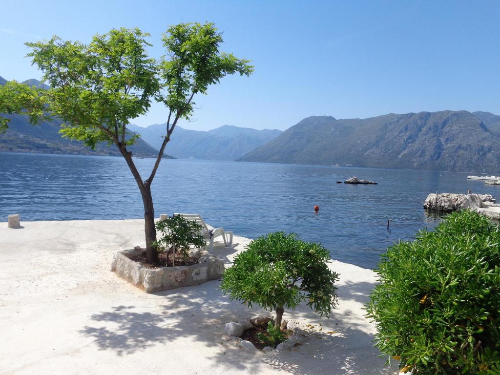 a tree and a bench on the shore of a lake at Apartments Ponta in Kotor