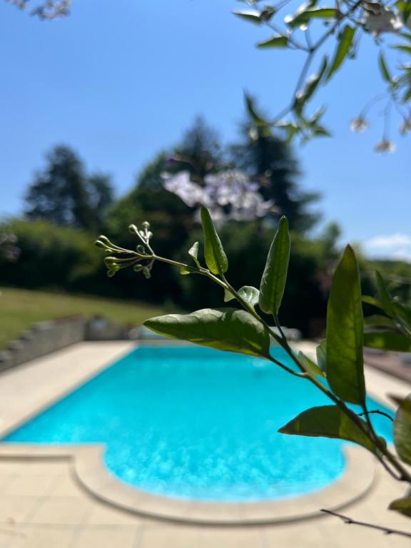 a blue swimming pool with a plant in the foreground at La Colline de Tilleul - Les Tilleuls - Pretty cottage near Aubeterre in idyllic location in Saint-Romain