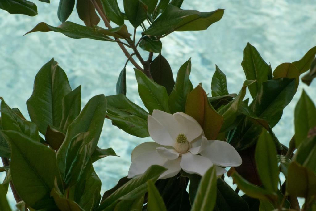 a white flower on a plant with green leaves at Stefanakis Hotel & Apartments in Varkiza
