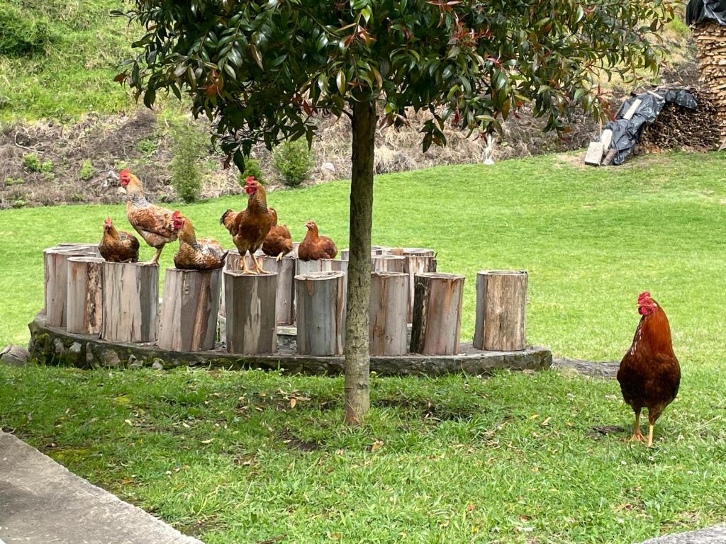 Zvířata v penzionu – hostince nebo okolí