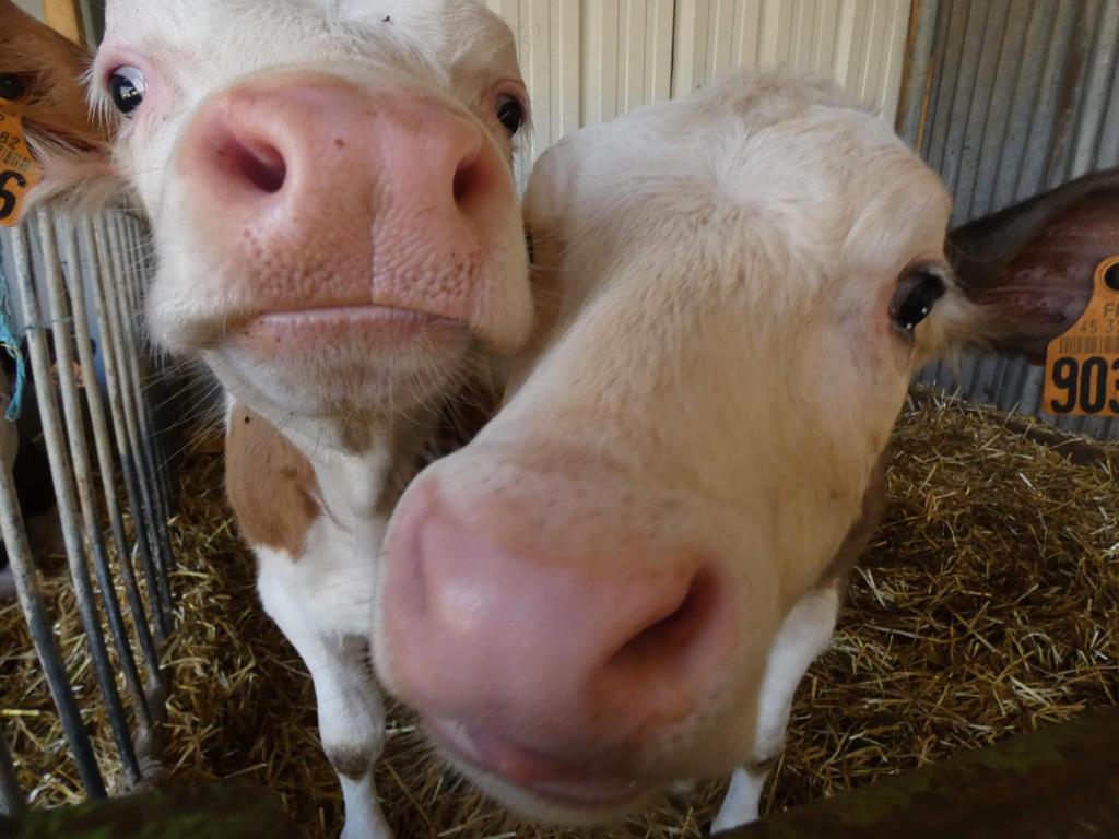 fermeture d'une vache debout dans du foin dans l'établissement ferme pedagogique des pennetieres, à Montcorbon