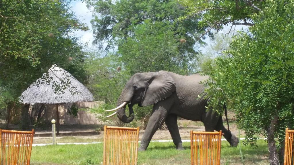 Gallery image of Africa Safari Selous Camping in Kwangwazi