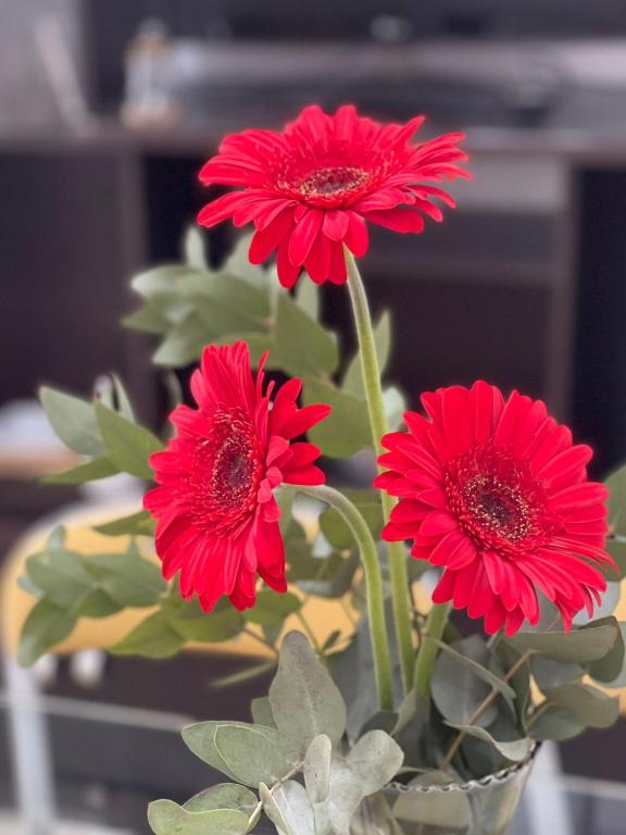 a group of red flowers in a vase at Gerbera Colorada HAEDO in Mariano J. Haedo