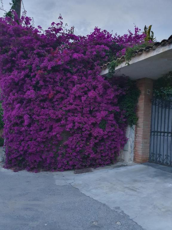 een muur bedekt met paarse bloemen naast een hek bij La Latomia Villa nei pressi del Teatro Greco in Siracusa