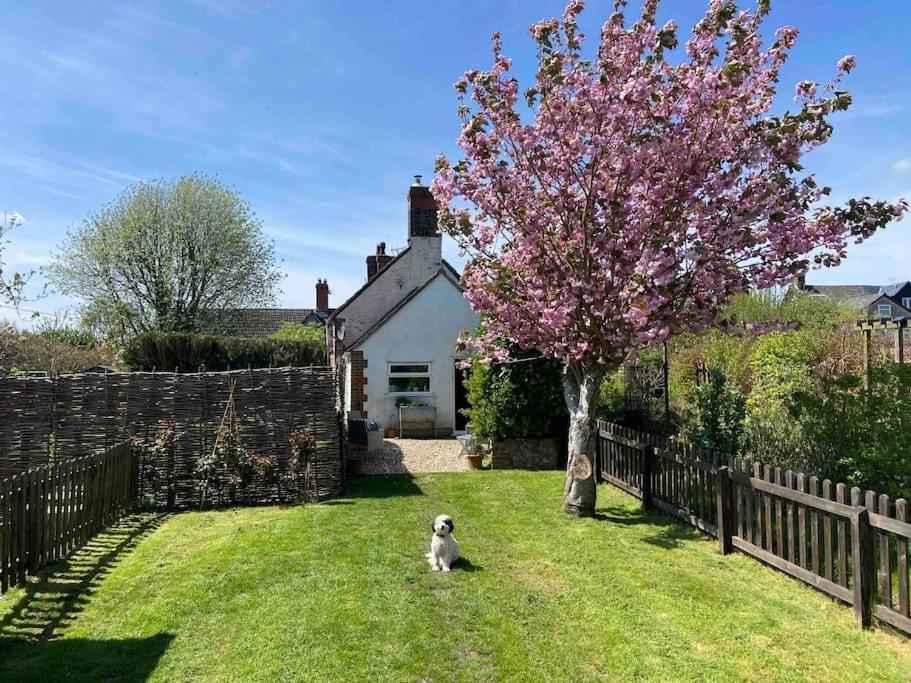 Ein Hund sitzt im Gras neben einem Baum in der Unterkunft Beautiful cottage in country village near Longleat in Maiden Bradley