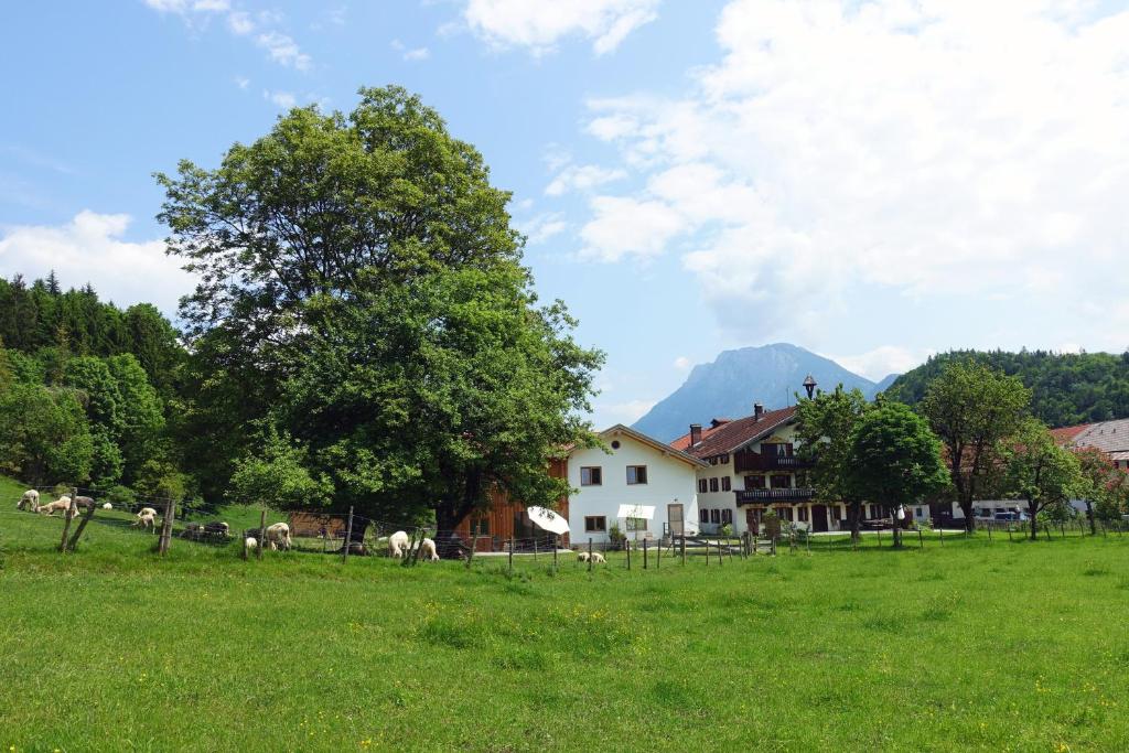 een groep dieren die grazen in een veld met een huis bij Bleierhof in Kiefersfelden