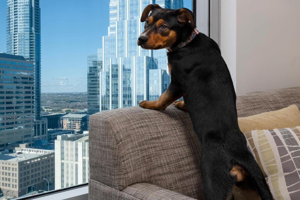 Domácí mazlíčci ubytovaní s hosty v ubytování Element Austin Downtown