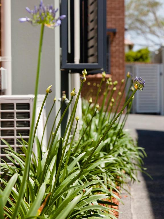 Hamilton on Everton - Resim 12