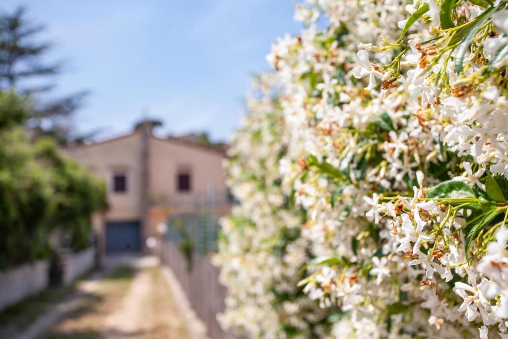 una siepe di fiori bianchi con un edificio sullo sfondo di Villetta Capo Bianco - Goelba a Portoferraio