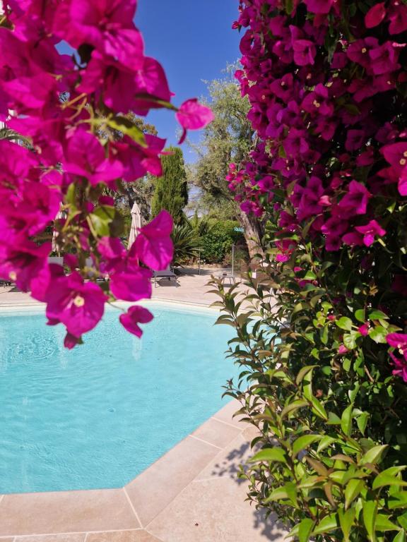 a group of pink flowers next to a swimming pool at Hôtel La Villa Cap d’Antibes in Juan-les-Pins