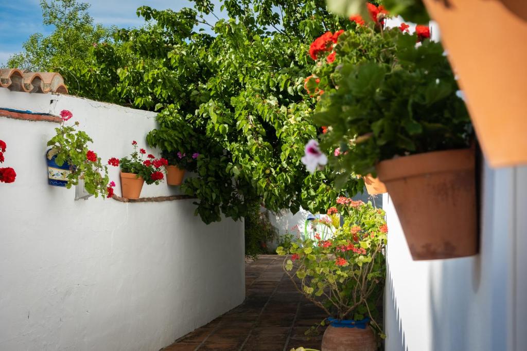 Zahrada ubytování Apartamentos Turísticos Cabo Roche