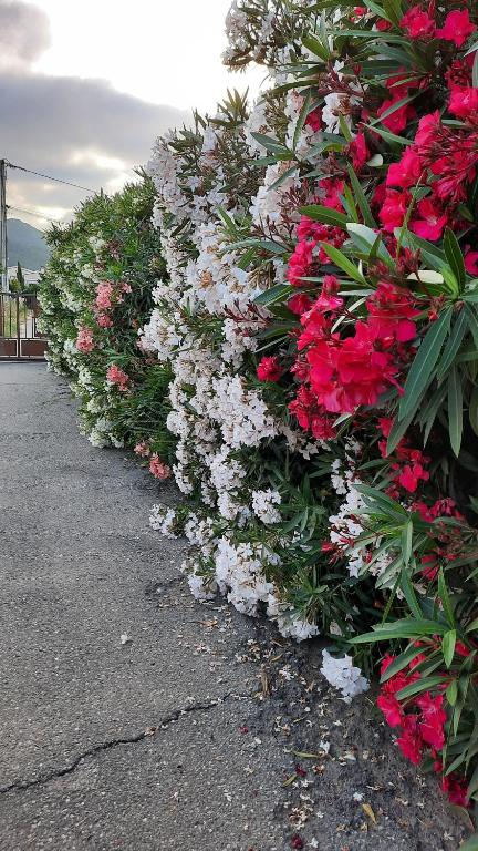 Zahrada ubytování Le jardin de Domi