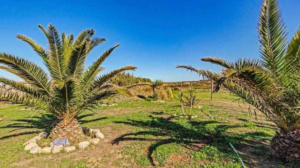 a group of people sitting under palm trees in a field at Casa Presente Guesthouse in Carrapateira