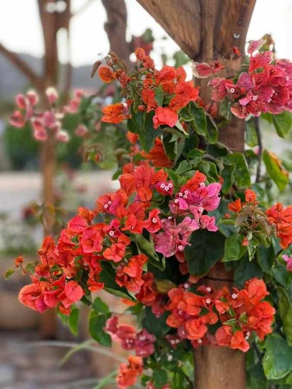 a bunch of red flowers in a pot at Casa Presente Guesthouse in Carrapateira