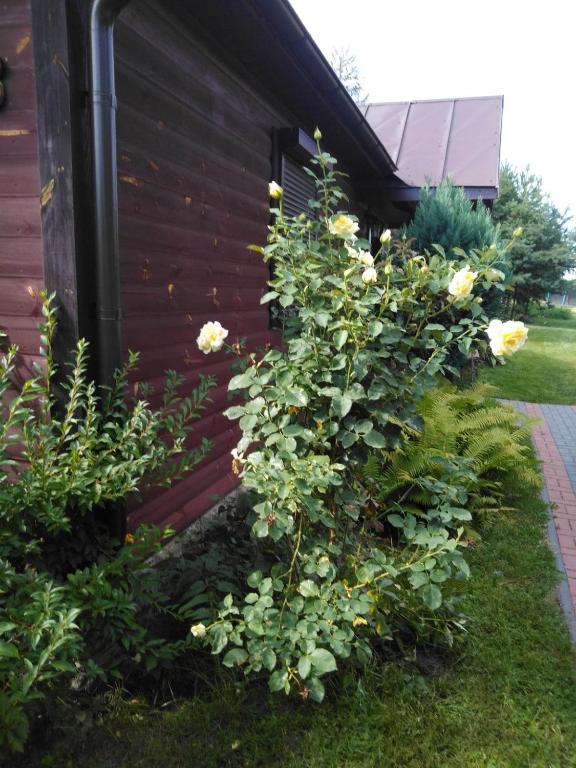 a bush with yellow roses next to a building at Noclegi przy kominku in Międzyleś