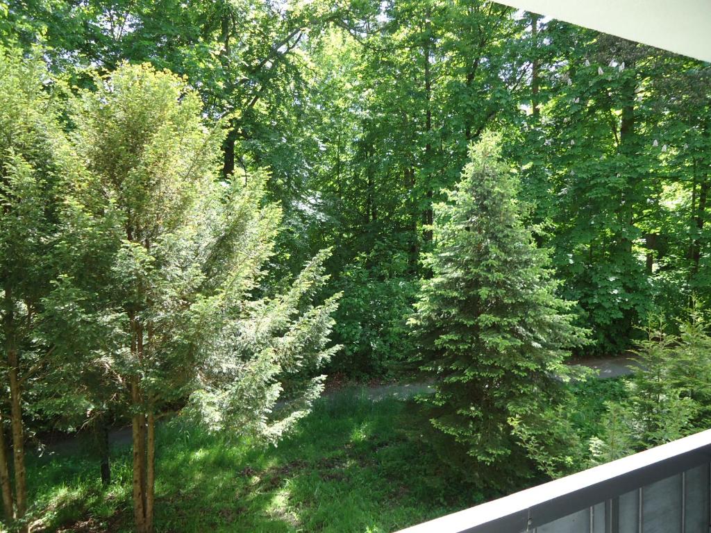 una vista de dos árboles de Navidad en un patio en Apartament 220 na Park Leśny, en Polanica-Zdrój