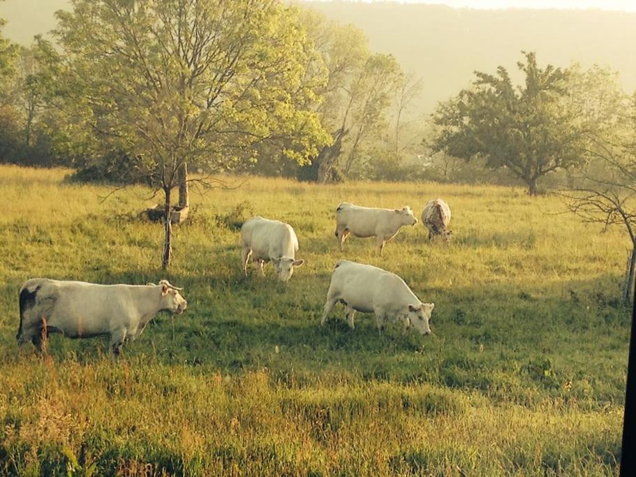 un groupe de vaches blanches herbivores en champ dans l'établissement COHCO'ART GITES, à Fatouville-Grestain