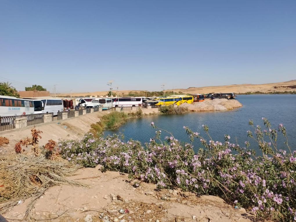 un cuerpo de agua con un montón de autobuses y flores en Whita rose en Naj‘ al ‘Amrāb