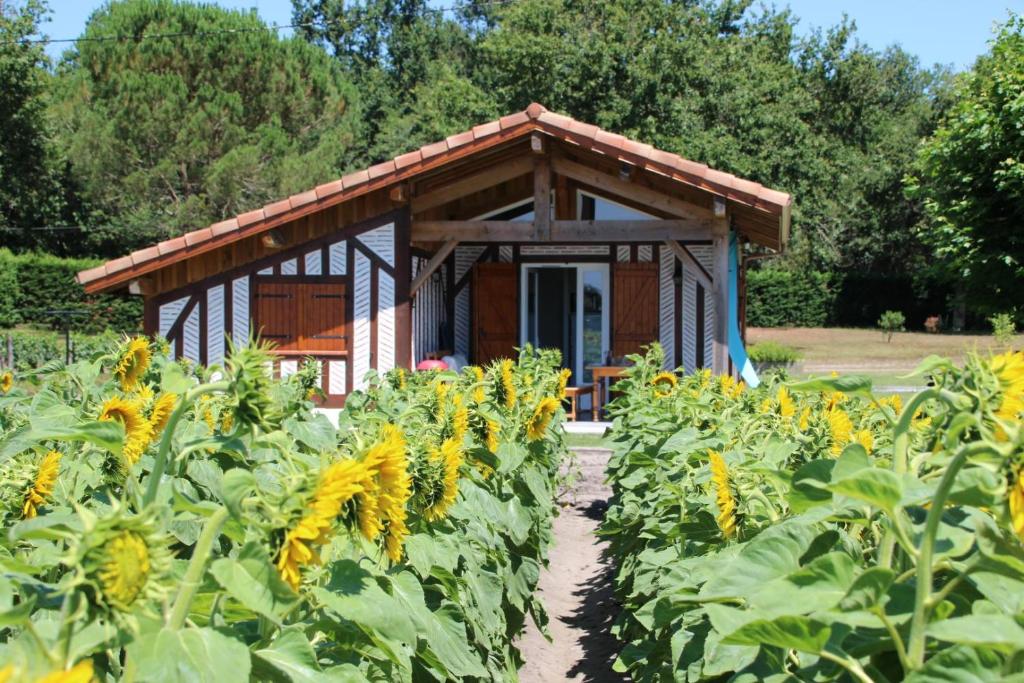 a small building in a field of sunflowers at Pierron in Linxe