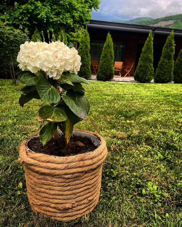 a plant in a basket sitting in the grass at Alexandar studio apartman in Mokra Gora