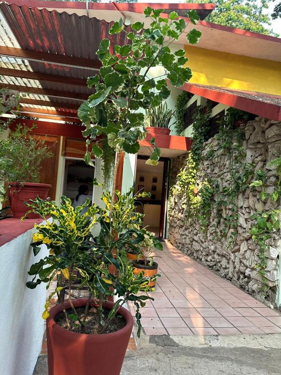 Zahrada ubytování Casa Hadassa La Cañada