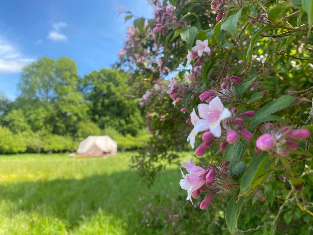 Zahrada ubytování Green Glamping