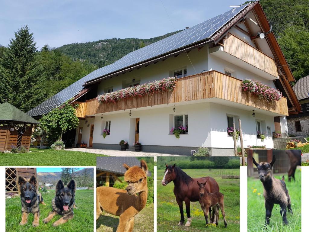 a group of four pictures of horses in front of a house at Domačija Loncnar- apartment in Bohinj