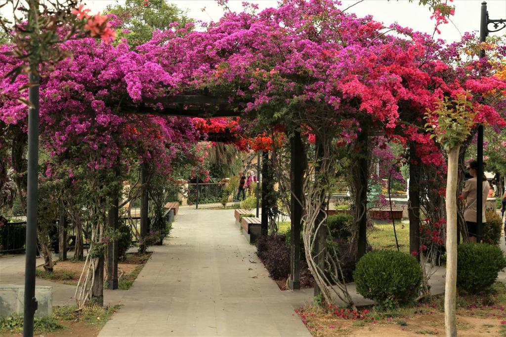 A garden outside Villa Emel