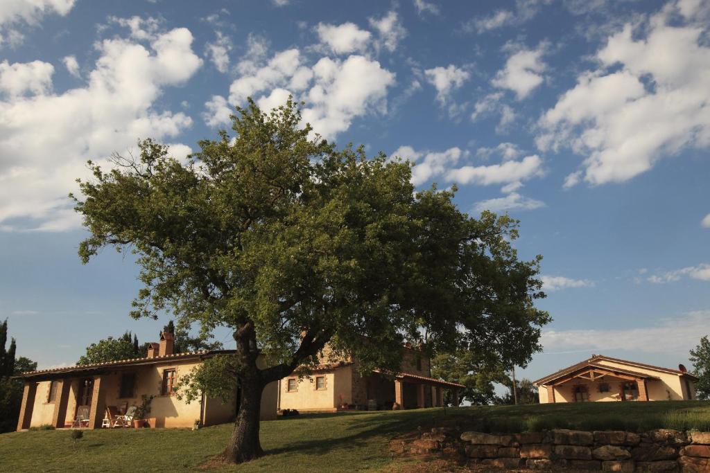 Ein Baum in einem Hof vor einem Haus in der Unterkunft Agriturismo Belvedere Di Pierini E Brugi in Campagnatico