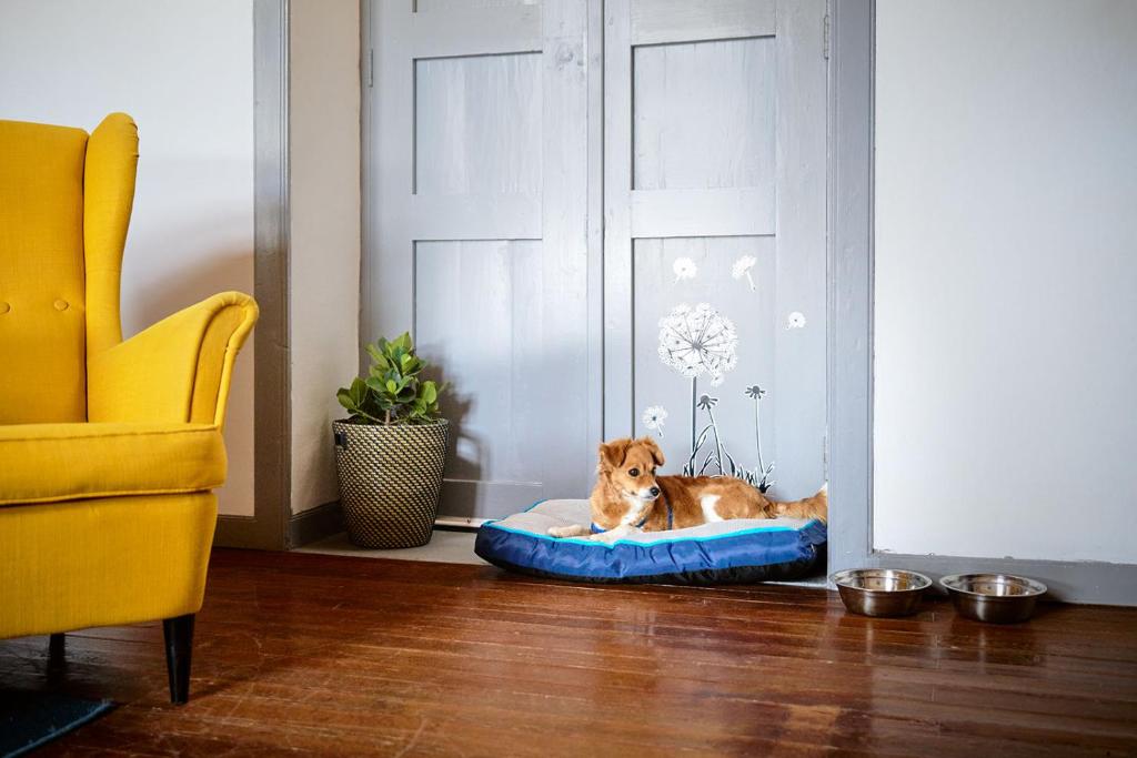 Domácí mazlíčci ubytovaní s hosty v ubytování La Casa del Barranco