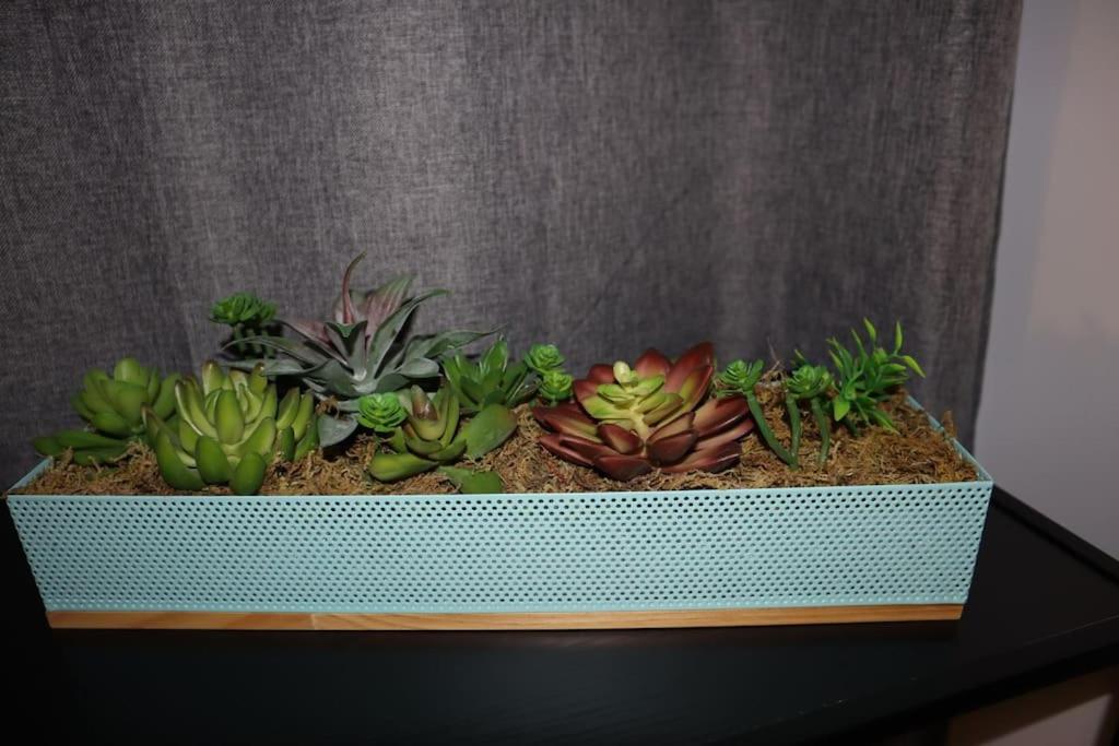 a bunch of succulent plants sitting on a table at Le petit Gambetta in Belfort