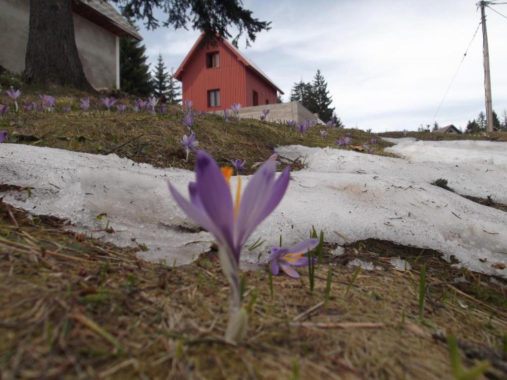 Fotografie z fotogalerie ubytování Šepić Accommodation v destinaci Žabljak