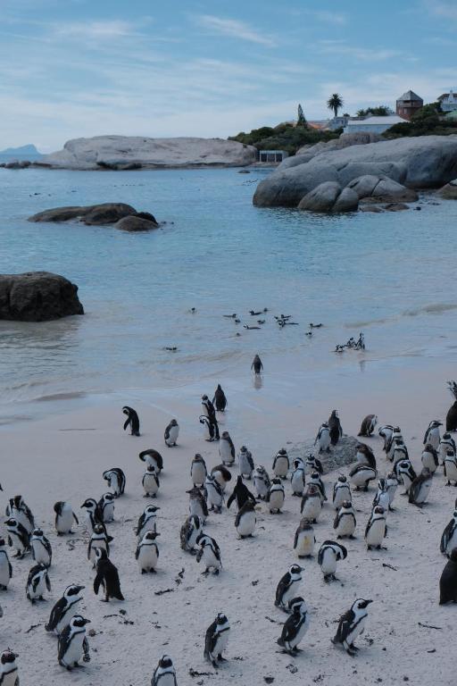 Penguin Paradise Apartment Simons Town - Two-Bedroom Apartment