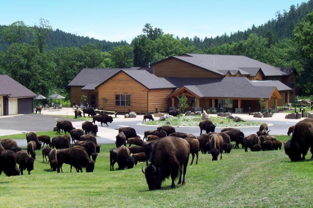stado krów pasących się na trawie przed budynkiem w obiekcie Creekside Lodge at Custer State Park Resort w mieście Custer