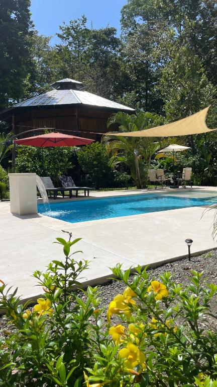 Piscine de l'établissement La Amapola Lodge, Bungalow en Península de Osa. ou située à proximité