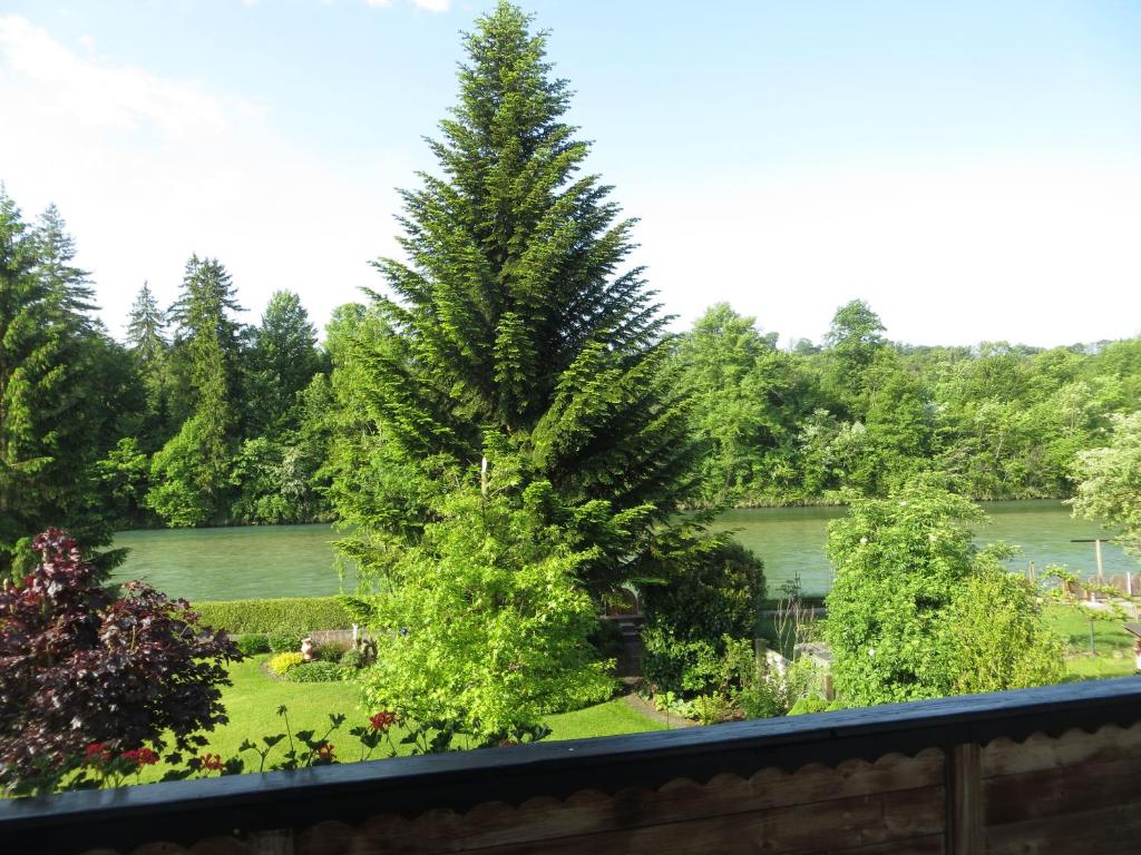 a large pine tree in a yard next to a river at Am Steyr-Ufer in Sierning