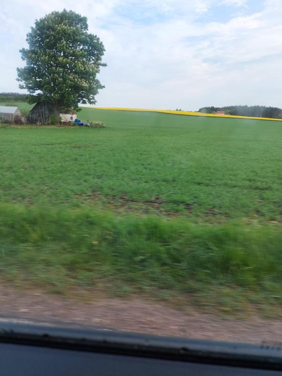 un campo de hierba verde con un árbol en la distancia en Elmegaard en Kolding
