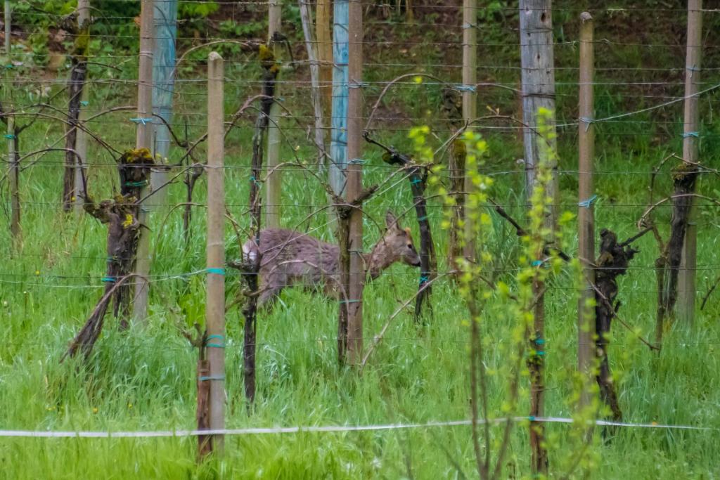 Fotografie z fotogalerie ubytování Cruna di Subida Wine Country House v destinaci Cormons