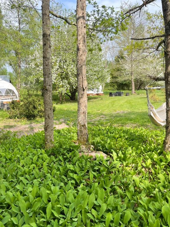 Zahrada ubytování Hiiumaa Tiglu