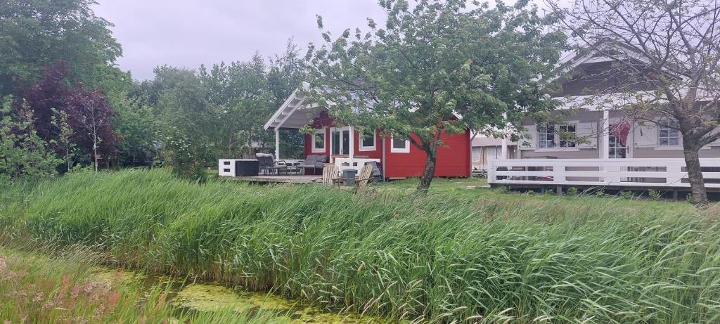 une maison rouge et blanche avec un champ d'herbe haute dans l'établissement Grêft- Camping Buorren1, à Warstiens