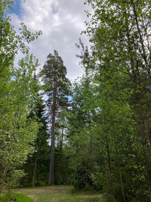 Loodusmaastik puhkemaja lähedal