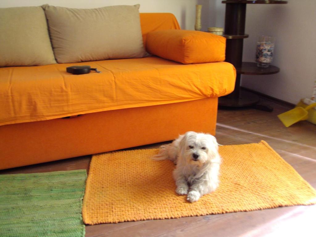 un pequeño perro blanco sentado en una alfombra delante de un sofá en Apartment Toby en Split