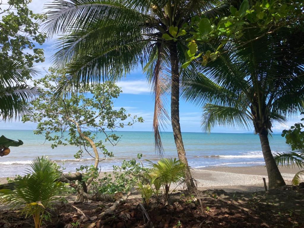 a beach with two palm trees and the ocean at Popochos Beach Eco-Lodge in Nuquí