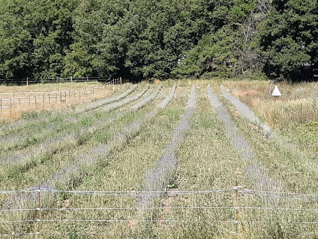 a field filled with lots of green crops at La ferme de Manon in Montferrat