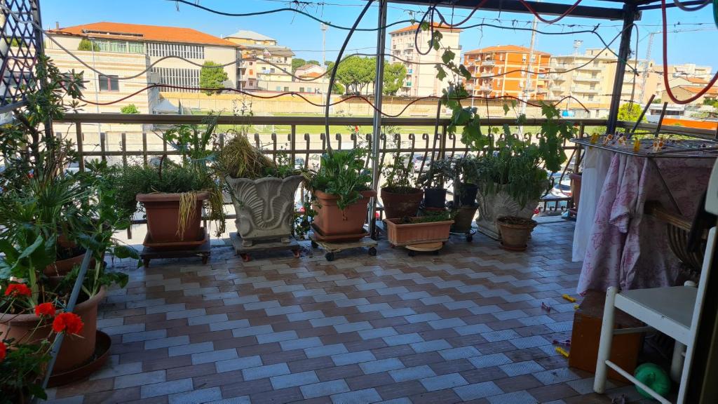 ein Gewächshaus mit Topfpflanzen auf einer Terrasse in der Unterkunft Casa centrale parcheggio gratis in Porto San Giorgio