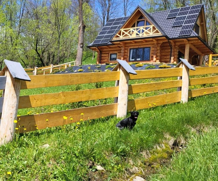 a black cat sitting in the grass in front of a wooden fence at Kukulisko, wakacje 2024, wolne terminy, zadzwoń in Bukowina Tatrzańska