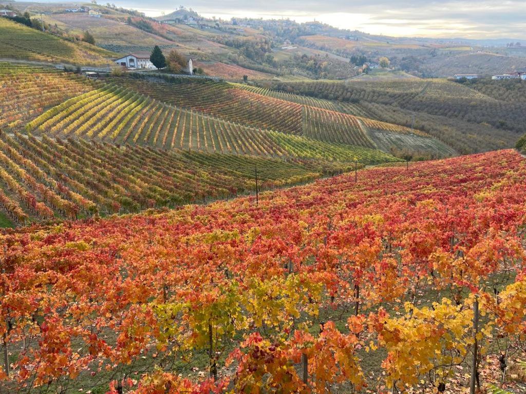 アルバにあるCasa Quinterniの紅葉の山のブドウ畑
