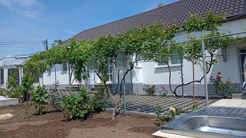 a house with a bunch of plants in the yard at Casa Angy in Jurilovca