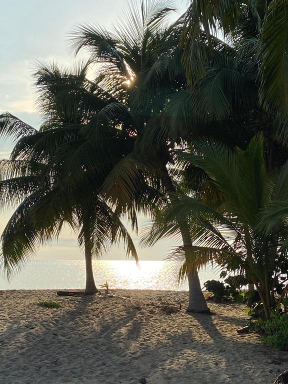 dos palmeras en una playa de arena cerca del agua en Anda Di Hows Hostel, en Placencia Village