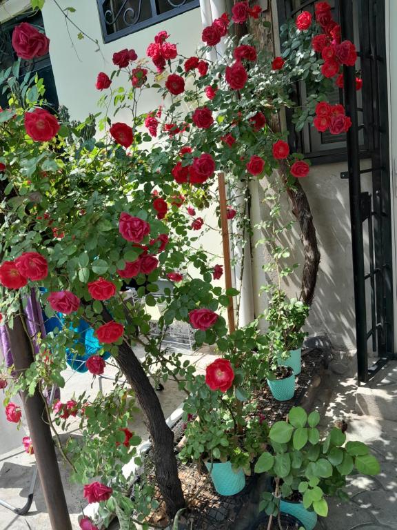 Hotel House On Zubalashvili - Apartment
